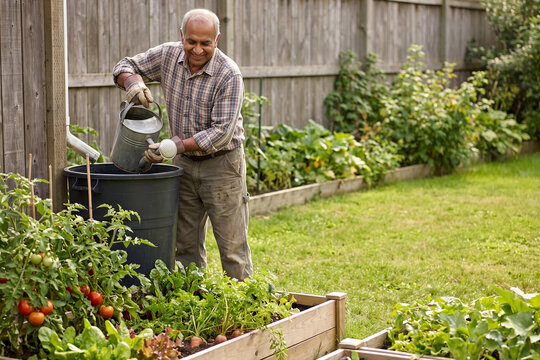Senior Man Watering Organic Vegetable Garden at Home for Healthy Sustainable Living