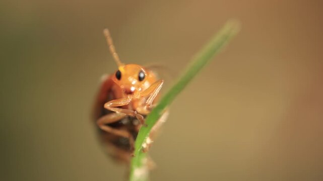 close up of a bug