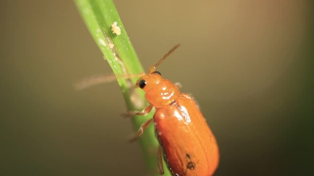 colorado potato beetle