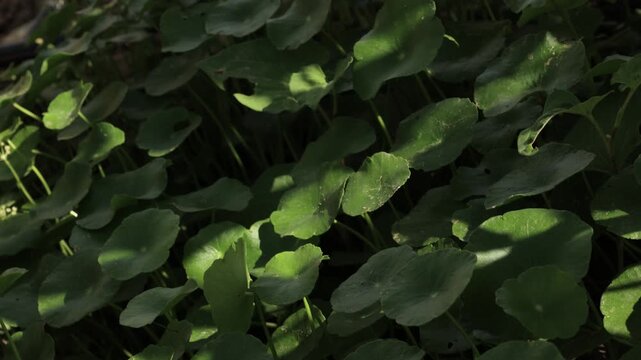 green leaves in the forest
