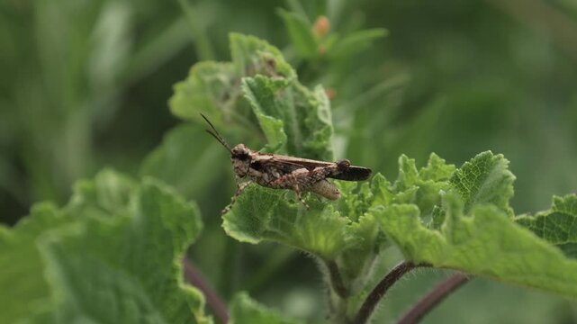 grasshopper on a leaf