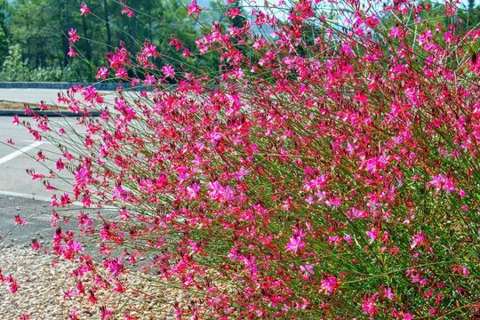 Pink Gaura (Wandflower) or Lindheimer's beeblossom - Oenothera lindheimeri