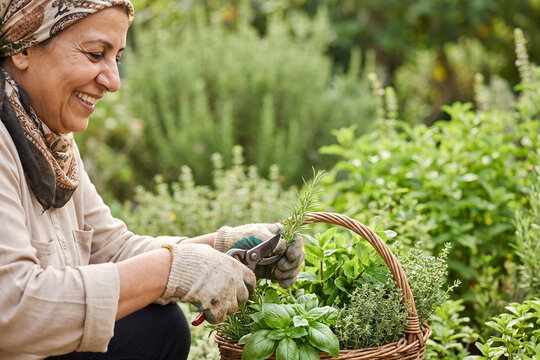 Senior Woman Harvesting Fresh Herbs in Organic Garden for Healthy Living and Sustainable Lifestyle