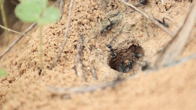 ants on a log