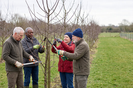 Senior Volunteers Planting Young Tree Together for Community Environmental Conservation