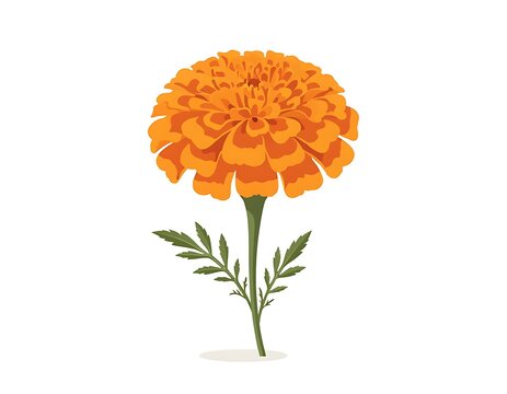Single orange gerbera daisy in white vase on white background.