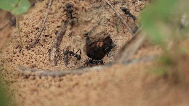 ants on the ground