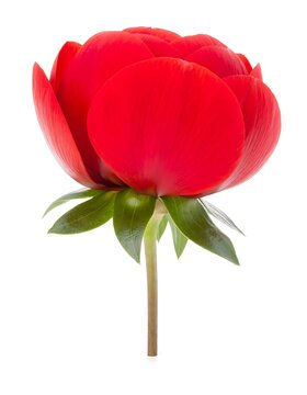 Single red tulip flower on green stem isolated on white.