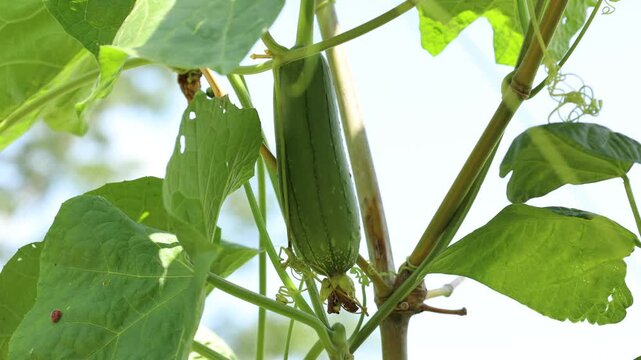 green beans on the vine