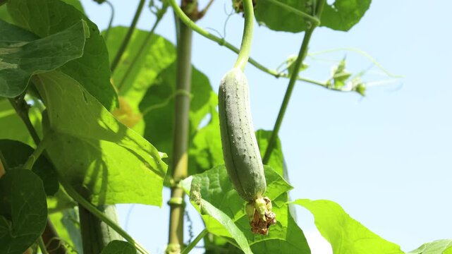 green beans on the vine