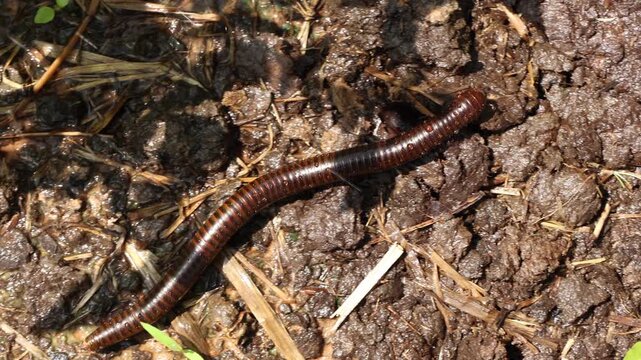 lizard on the tree, Closeup of a millipede