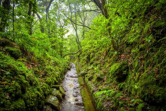 Wet stone path along a levada in green forest