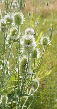 Tall stems of cut-leaved teasel (Dipsacus laciniatus) with flower heads formed of spiny bracts surrounded by small white flowers and large lobed leaves wrapped around the stems
