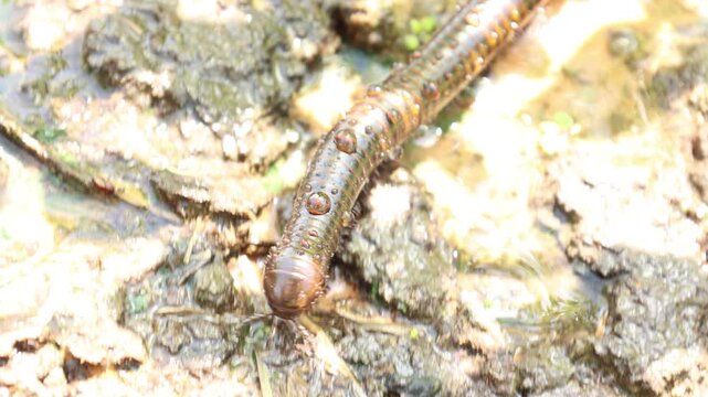 Closeup of a millipede