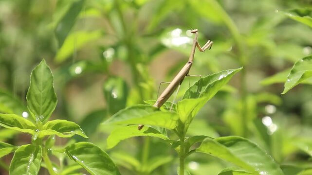 praying mantis on the grass