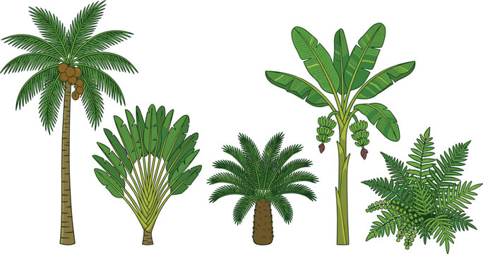 Tropical Trees and Plants Set Featuring Coconut Palm Banana Tree Travelers Palm Cycad and Fern Shrub Vector Illustration