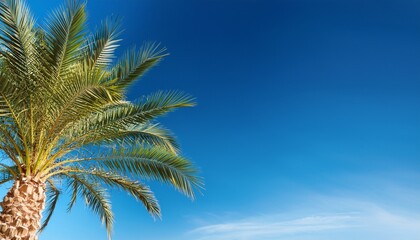 Fototapeta premium Southern Nature Background Palm Tree Against Blue Sky Horizontal Composition With Copy Space Good For Card Poster Or Banner