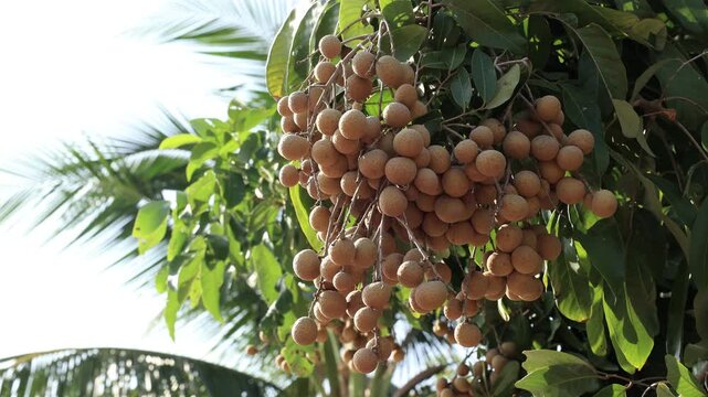 Ripe longan fruit on the tree.