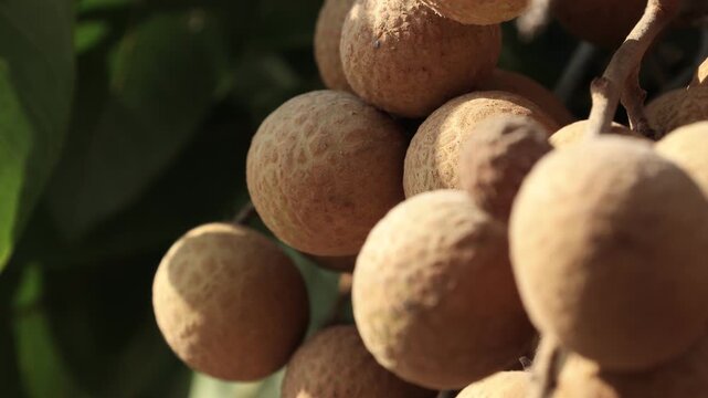 Ripe longan fruit on the tree.