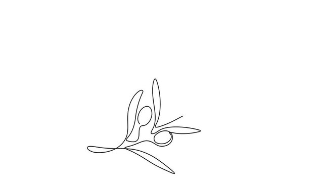Animated self drawing of continuous line draw of olive branch with olives and leaves minimalist organic fruit,  Full length one line animation. 4K	
 