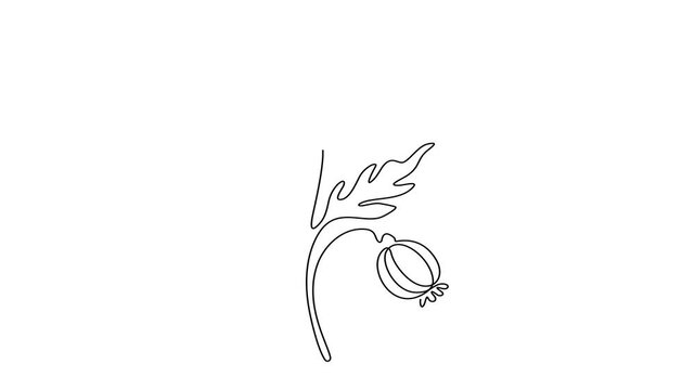 Animated self drawing of continuous line draw of botanical poppy flower vector illustration modern floral outline icon. Full length one line animation. 4K	
 