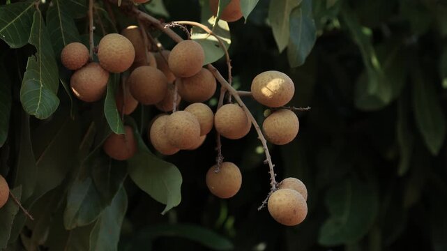 Ripe longan fruit on the tree.