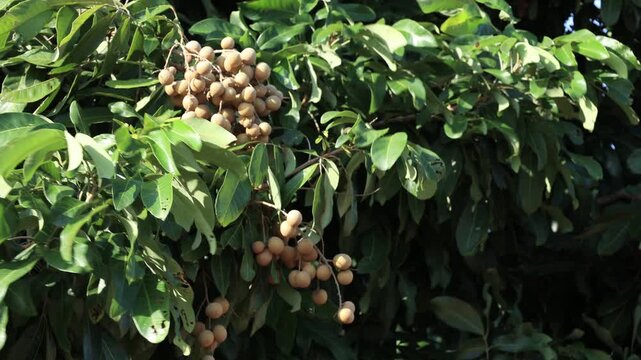 close up of pine cones, Ripe longan fruit on the tree.