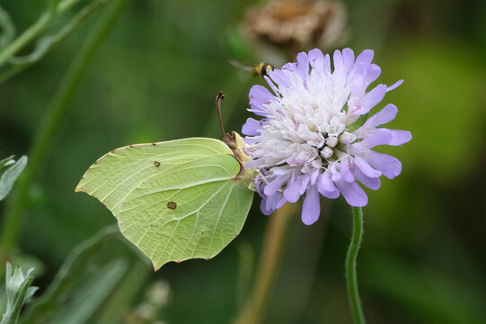 Common brimstone butterfly (Gonepteryx rhamni) feeding on purple scabious flower in summer meadow, macro shot, wildlife photography