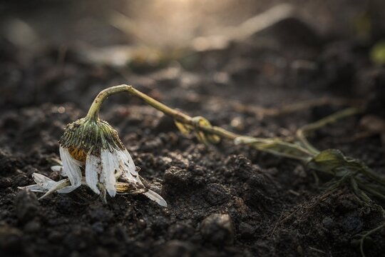 Trampled wildflower in muddy soil under soft morning light, close-up view.