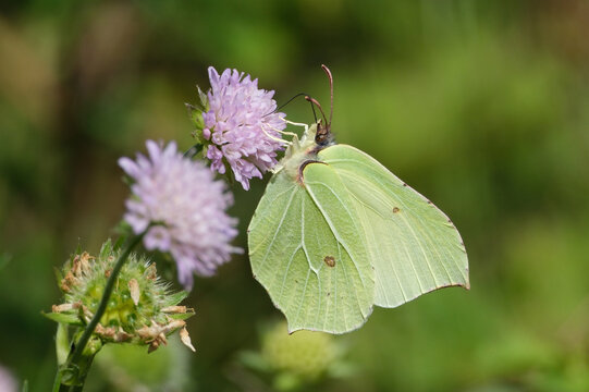 Common Brimstone Butterfly (Gonepteryx rhamni) Feeding on a Purple Flower in Nature, Close-up Wildlife Photography with Selective Focus and Soft Green Background