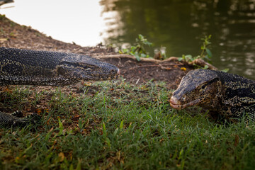 Detailed profile portrait of an Asian water monitor lizard in green bushes at a public park in Bangkok © Kooper