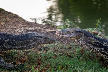 Detailed profile portrait of an Asian water monitor lizard in green bushes at a public park in Bangkok © Kooper