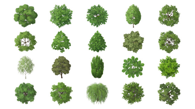 Realistic Top View Green Tree Vector Icon Set Isolated on Transparent Background for Landscape Architecture Site Plans Urban Planning and Mapping