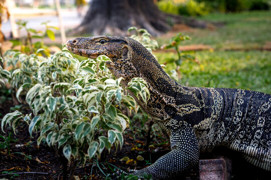 Detailed profile portrait of an Asian water monitor lizard in green bushes at a public park in Bangkok