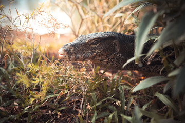Detailed profile portrait of an Asian water monitor lizard in green bushes at a public park in Bangkok © Kooper