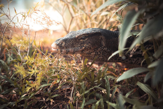 Detailed profile portrait of an Asian water monitor lizard in green bushes at a public park in Bangkok