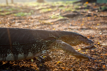 Detailed profile portrait of an Asian water monitor lizard in green bushes at a public park in Bangkok © Kooper