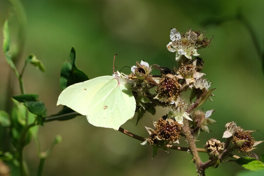 Common brimstone butterfly (Gonepteryx rhamni) feeding on wild blackberry blossoms in a sunny green meadow