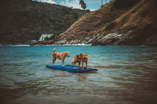 Two stray dogs balancing on a paddleboard in the sea against a tropical island background