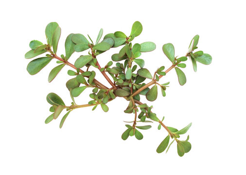 Portulaca oleracea (common purslane, verdolaga, red root, pursley) on white background. It is edible, and used as traditional Chinese medical herbal 