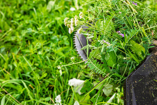 Grass wrapped around the blade of a gas trimmer. Metal blade and cut weeds and wildflowers. Garden maintenance and landscaping. Yard clearing and lawn care in rural areas