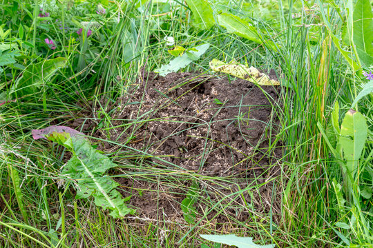Anthill with visible larvae in green grass at meadow. Insect colony in summer garden. Nature wildlife in backyard. Small mound made of dirt and pine needles under wild green plants