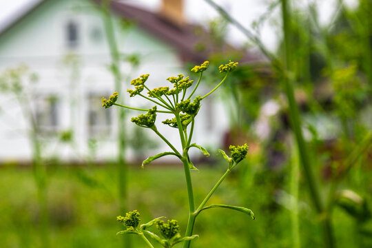 Poisonous parsnip plant growing in garden near country house. Wild dangerous weed with yellow flowers in backyard. Environmental hazard and summer landscaping work maintenance hazard
