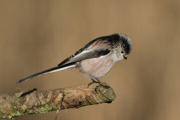 Long-tailed tit (Aegithalos caudatus) perched on a mossy tree branch with soft blurred background © Badr