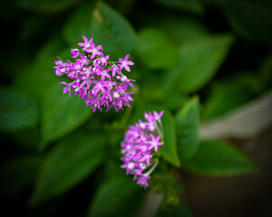 Fototapeta premium Pink Star-Shaped Flowers with Green Foliage Background