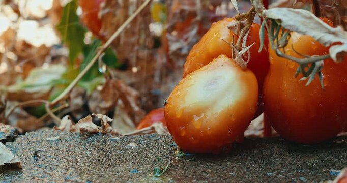 Wet overripe tomatoes hang low near a stone border