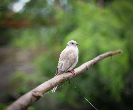 A ring-necked dove resting on a natural tree branch against a soft green blurred background. The image highlights the bird&rsquo;s delicate plumage and calm posture in an outdoor aviary setting.