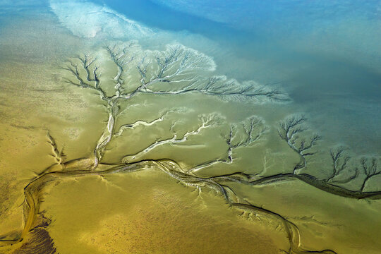 Drone photography of natural forest-like pattern carved into the mudflats by the high speed ebb and flow in Qiantang River, China