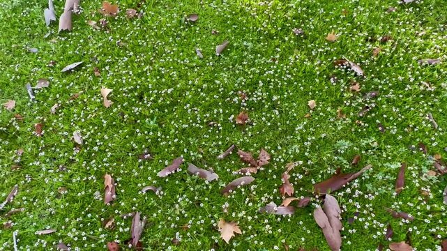 A dense carpet of vibrant green moss dotted with tiny white flowers and scattered fallen brown autumn leaves creates a lush natural ground cover in an overhead full frame view