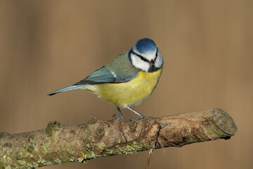 Eurasian blue tit (Cyanistes caeruleus) perched on a mossy tree branch, close-up shot of a small colorful garden bird in wildlife nature © Badr